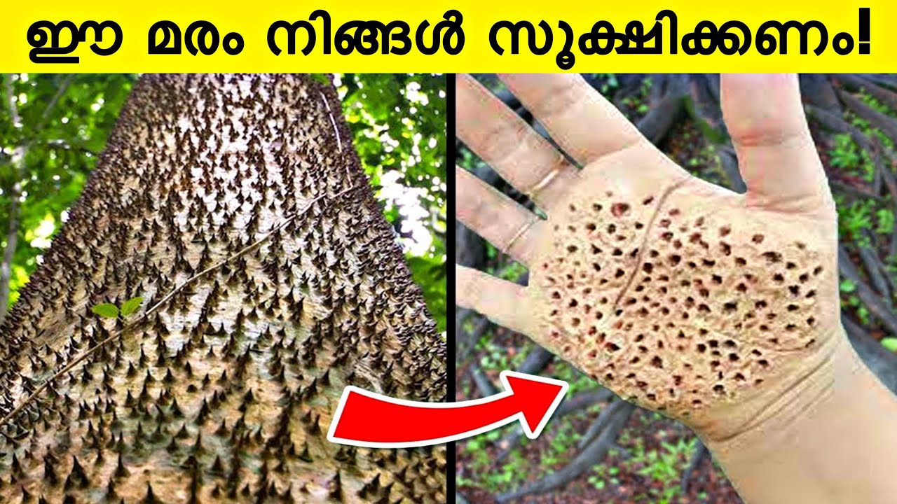 Most Dangerous Tree You Should Never Touch ! | Razin Visuals - YouTube