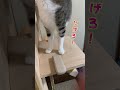 【キジ白猫】未知の物体？ shorts キジ白 猫