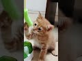 kitten desperately trying to grab floating prey ★ 浮かぶ獲物を、必死に掴もうとする子猫