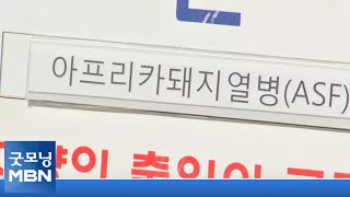 강릉서 첫 돼지열병 멧돼지 발견…동해안 일대 확산 우려[굿모닝MBN]