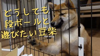 【必死】豆柴大吉＃５９『手が届かない段ボールと遊びたい必死さが可愛い豆柴』【仔犬】【生後4か月】