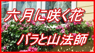 六月に咲く花 白い花ヤマボウシ/ピンクの花バラ他