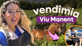 Festa da Vendimia no Chile | Vinícola Viu Manent