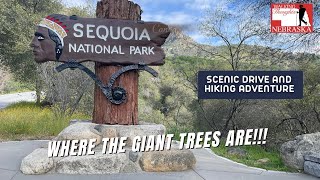 This is insane! We were surrounded by GIANTS!!! || Scenic Drive and Hiking Adventure at Sequoia