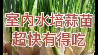 室内水培蒜苗，超快有得吃