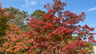 2024/11/14　見頃です！　宇和運動公園の紅葉　〜愛媛県西予市〜