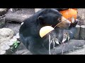 マレーグマのモモコ「窓辺でおいしい時間」＠上野動物園 2014 momoco the sun bear