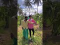 🌀🌀charan dragon fruit farm hosur tamilnadu