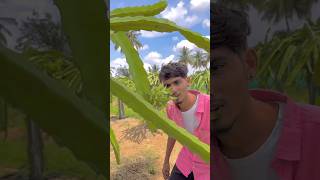 🌀🌀Charan dragon fruit farm, hosur - tamilnadu