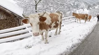 živa istina. I krave nestaju zajedno sa ljudima u ovom selu.