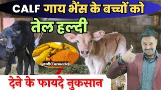 Calf गाय भैंस के बच्चों कोतेल हल्दी देने के फायदे नुकसान Calf ko sarso ka tel