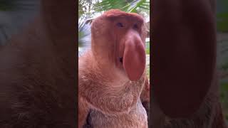 The voice of Nakula, the proboscis monkey of #Changlong #original video #Changlong Wildlife World