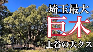 【上谷の大クス】埼玉県ナンバーワンの巨木に会いに行く巨木ツーリング【まさチャンネル】