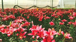 Asiatic Lily 10 Varieties and Huge Stock at Pallisree Nursery