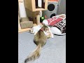 疲れ切った母猫の代わりにグルーミングする優しい姉妹猫🐈