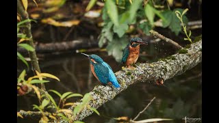 Eisvogel (Kingfisher)