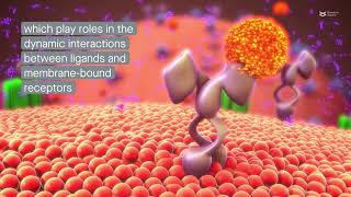 Immune system-related soluble mediators and COVID-19: Basic mechanisms and clinical perspectives