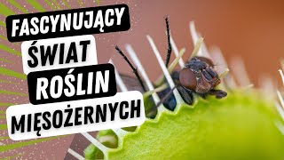 Poznaj Fascynujący świat roślin mięsożernych - Dowiedz się jak rośliny mięsożerne łapią swoje ofiary