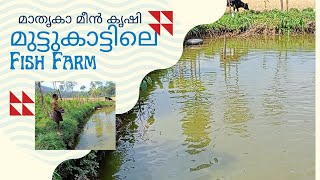 മുട്ടുകാട്ടിലെ മാതൃകാ മീൻ കൃഷി Gold fish Aasam vaala  Muttukad / Idukki / D FLowers  Slope fish farm