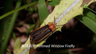 寬緣窗螢 Rimmed Window Firefly