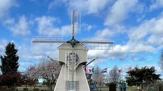 Tulip Town, Skagit Washington