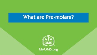 What are Pre-molars?