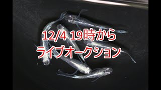 12/4　19時からライブオークション【第１回】