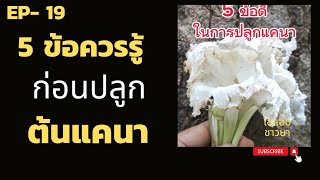 5 ข้อควรรู้ก่อนปลูกต้นแคนา# ต้นแคนาไม้เศรษฐกิจ #ไอแอมชาวนา