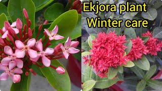 विंटर में इक्जोरा प्लांट की देखभाल कैसे करें ll How to care winter in ekjora plant ll 🌺🌻🌺🌹