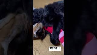 えびちゃんのおもちゃ 大好き 猫 #shorts