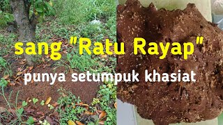 Berburu Ratu Rayap Mempunyai Banyak Khasiat