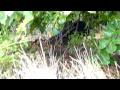 Ella Bay (part 1) Cassowary Eats Beach Almond Fruit (Terminalia catappa) on the Foredune