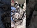 こちらも眠たいらしい🥱 youtube shorts かわいい 癒し cat スコティッシュフォールド スコティッシュ ねこ ねこのいる生活 猫のいる暮らし 猫