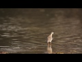 Birdlife of Mana Pools