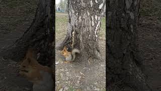 Голодная белочка прибежала#nature#2023#animals#squirrel#белка#весна#парк