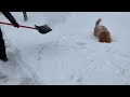 snow Shoveling with golden retriever 🐶❄