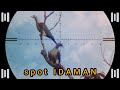 SPOT PALING DI CARI PARA BEDILER❗️BERBURU PERGAM KALIMANTAN