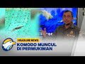 Komodo Muncul di Permukiman Warga