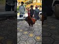 Ayam Pelung juara Nasional asal Garut si Barata