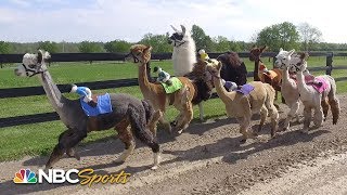 Kentucky Derby 2019: Alpacas predict winner in 2nd annual 'Alpaca Derby' | NBC Sports