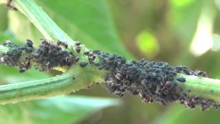 Hvad er biodiversitet