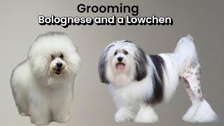 Grooming a Bolognese and a Lowchen at Grande Style Dog Grooming in Tampa