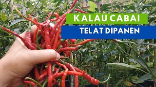 Jika buah cabai telat panen | panen cabe