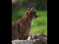 iberian lynx andalucía spain.