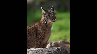 Iberian lynx  - Andalucía, Spain.