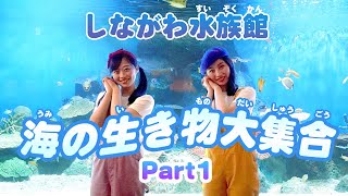 【しながわ水族館】海の生き物大集合　Part1