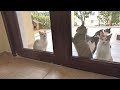 Outdoor Cats Stepping Inside A House For The First Time !!