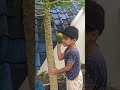 Boyka Harvesting Ripe Papaya in Our Garden, Fresh Fruit Pick!#bali 😎