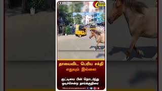 தாயைவிட பெரிய சக்தி எதுவும் இல்லை || #shorts || #horse