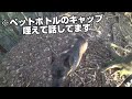 【甲斐犬】ガロと静岡遠征 日本犬 甲斐犬 狩猟